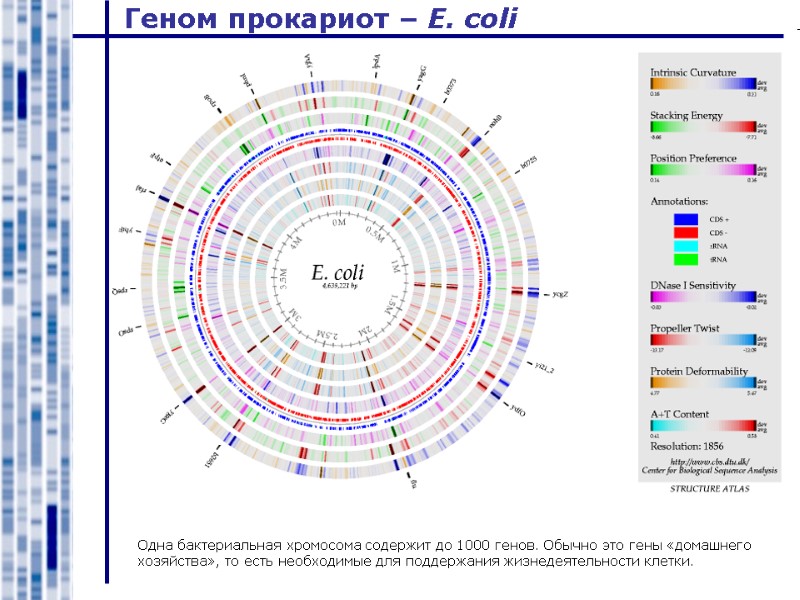 Геном прокариот – E. coli Одна бактериальная хромосома содержит до 1000 генов. Обычно это